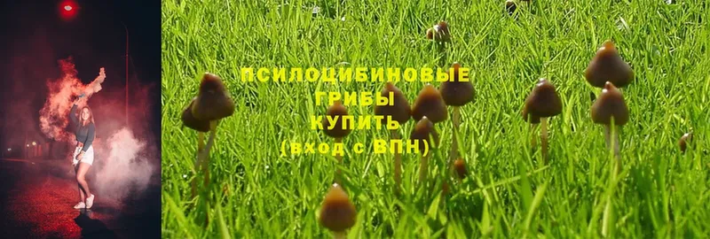 Галлюциногенные грибы Psilocybine cubensis  Балтийск 